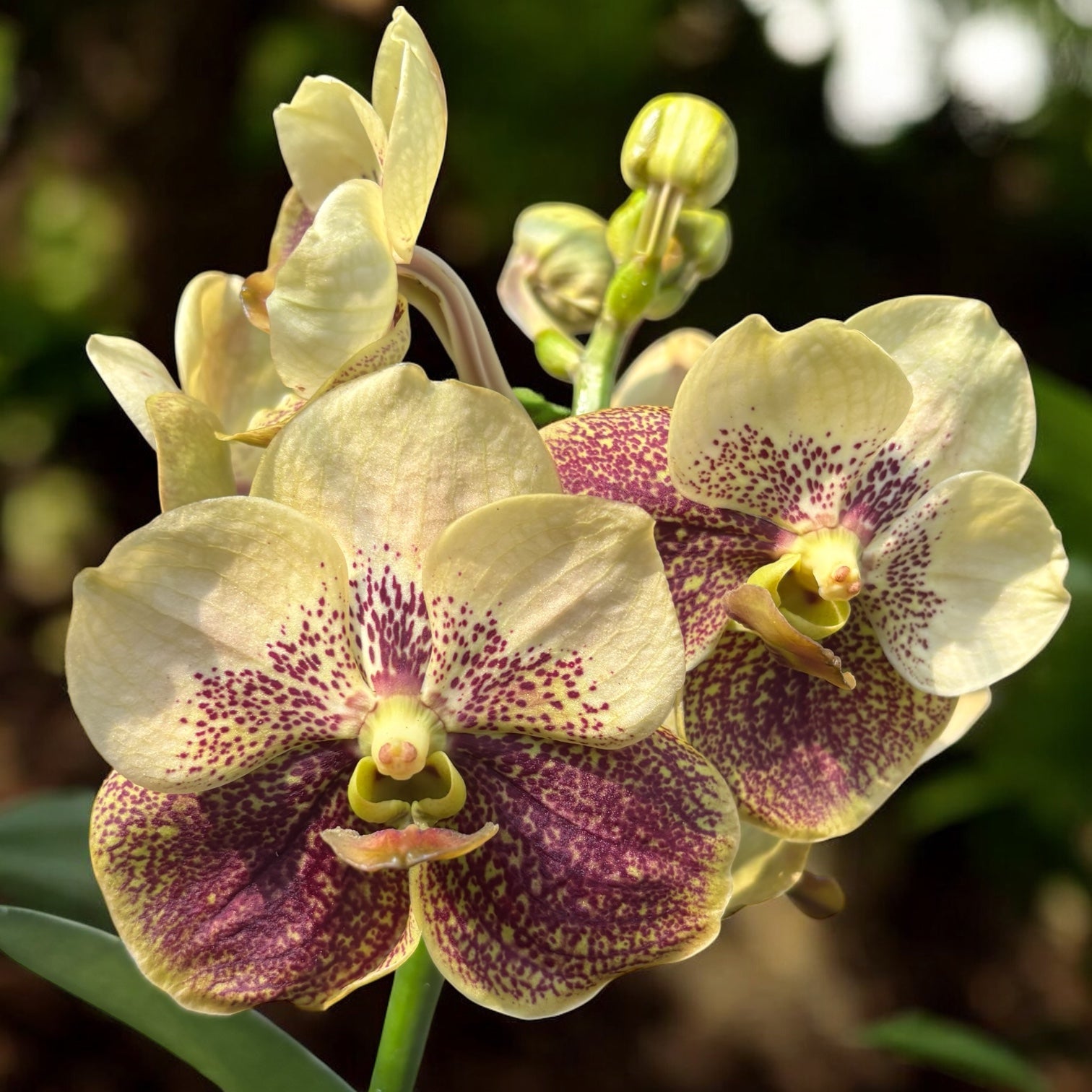Vanda Sunanda Jaune Henna (ANSU)