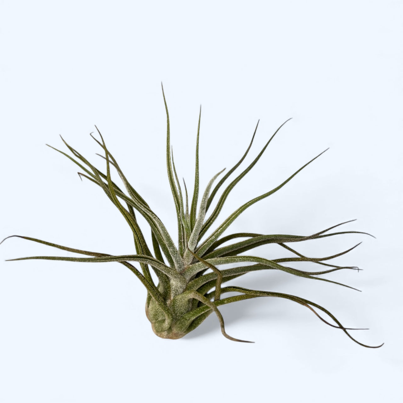 Tillandsia pruinosa – varietate exotica pentru decor aerian