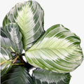Maranta Leuconeura 'Gray' (Ezüstszalag) 3-4 növény/cserép