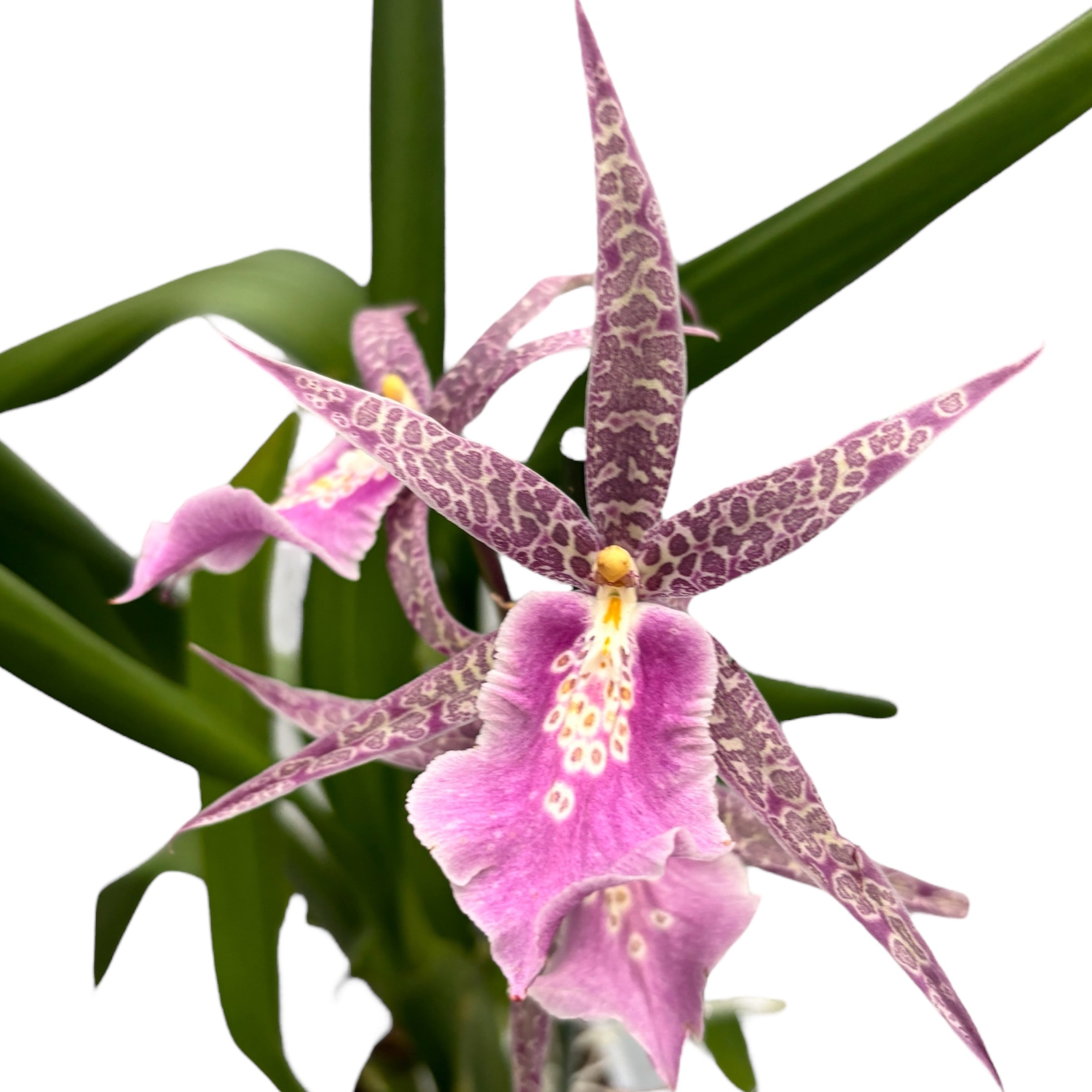 Miltassia Charles M Fitch 'Izumi' AM/AOS parfumée