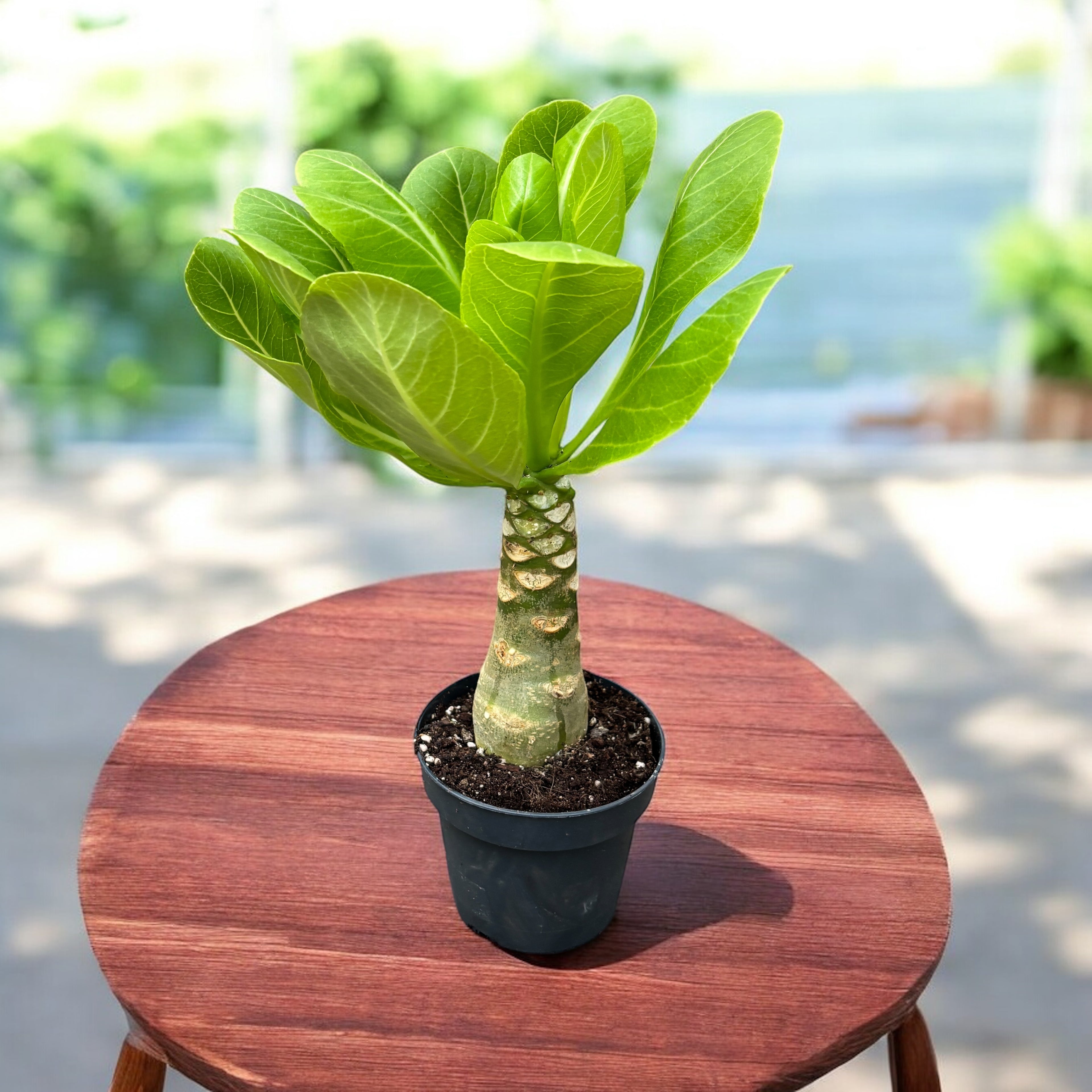 hawaiian palm plant Brighamia insignis (Hawaiian Palm Tree) – planta exotica rar intalnita – Secret Garden Plant Shop
