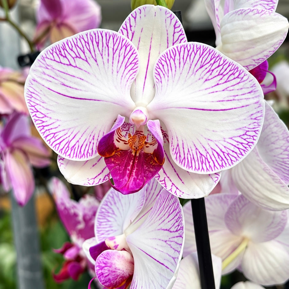 Phalaenopsis Limited #04