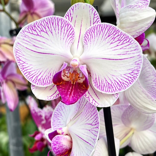 Phalaenopsis Limited #04