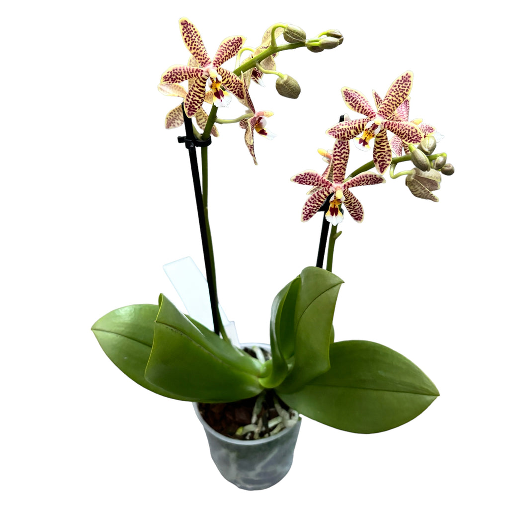 Phalaenopsis Bronze Maiden (schilleriana × mannii 'Black')