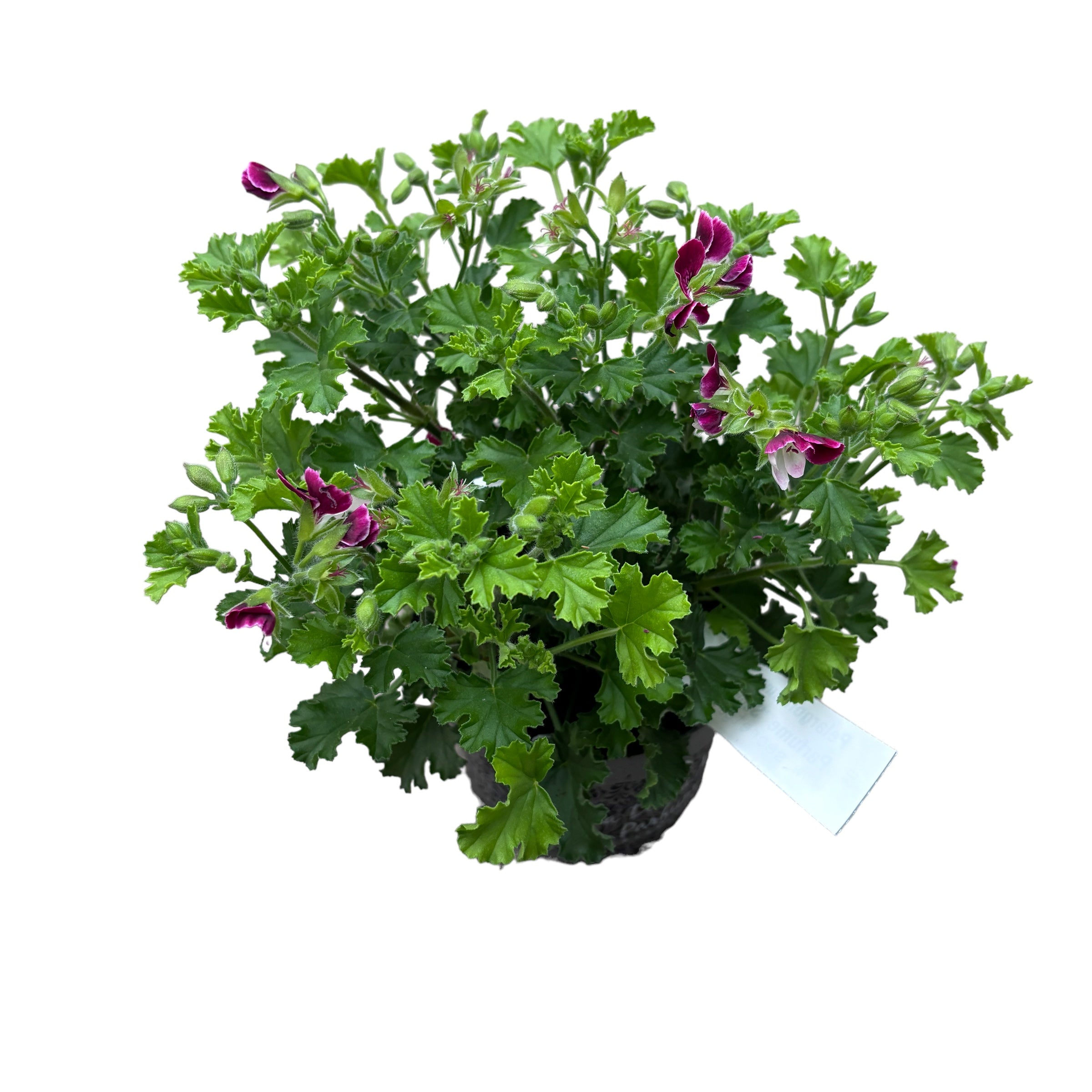 Muscate antitantari - Pelargoniums ‘Angel Parfume Senna' D12