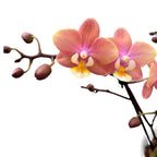 Phalaenopsis Melion - intensiv duftende Blumen (Parfüm Kollektion)