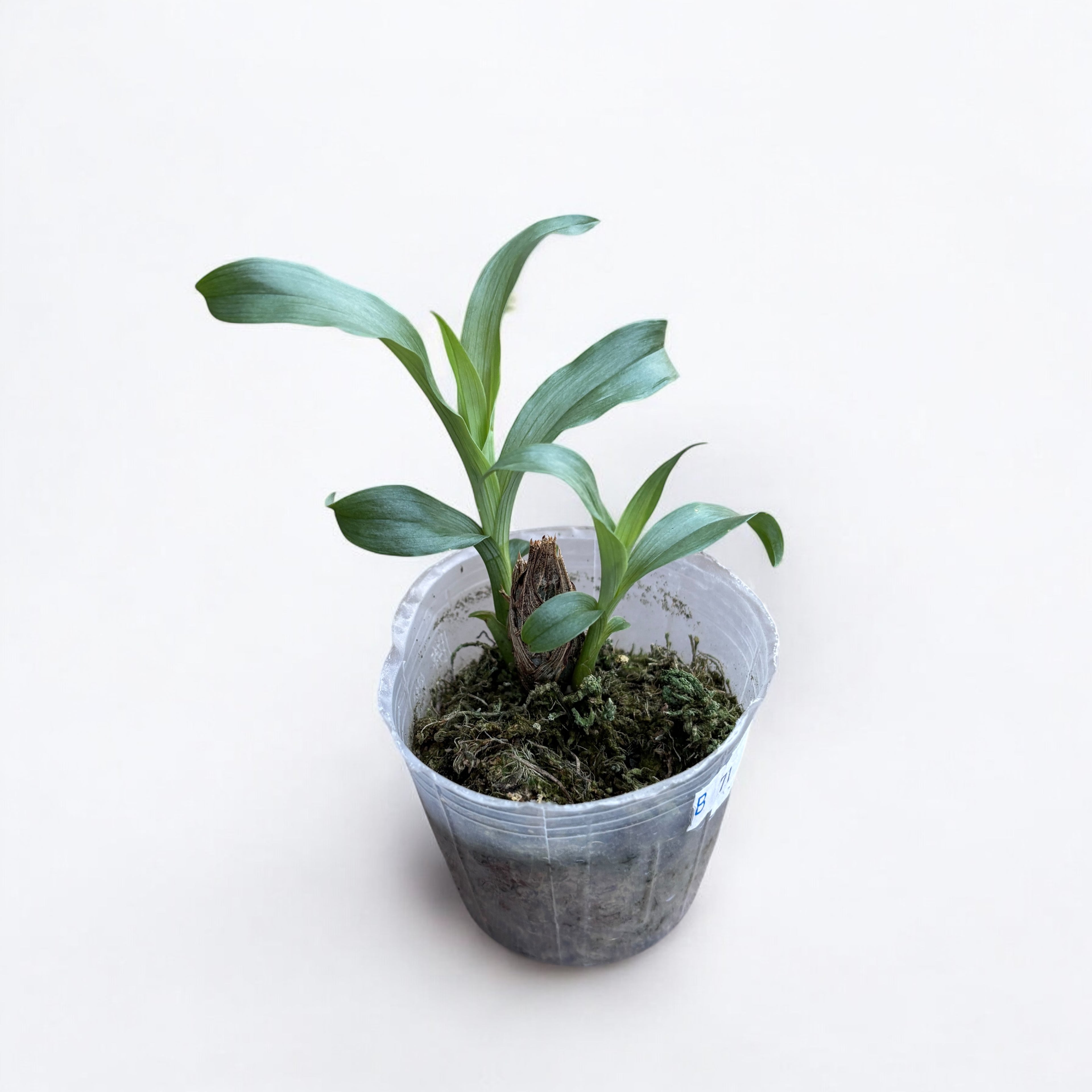 Clowesia Rebecca Northen 'Mikabi' - parfumata