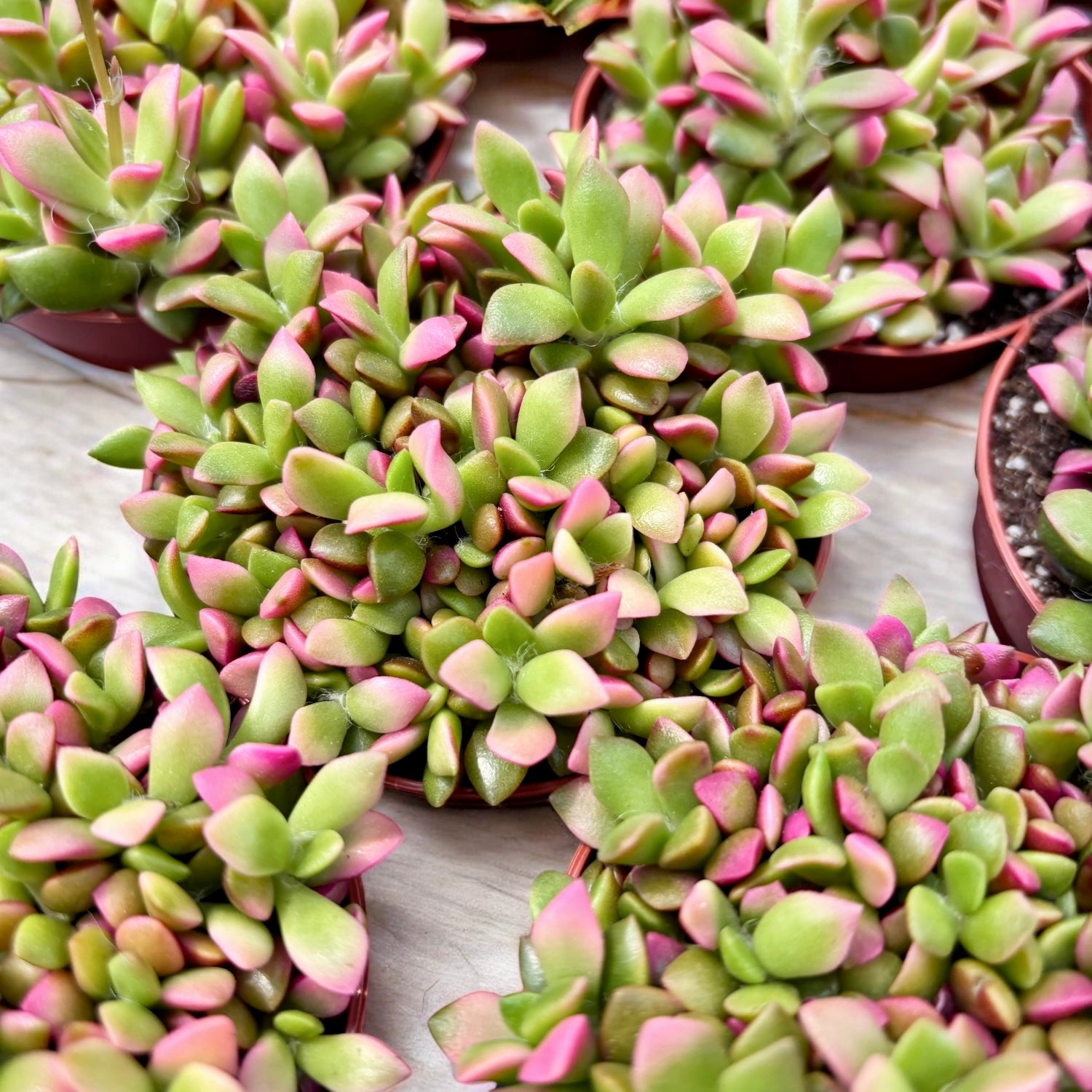 Anacampseros rufescens 'Sunrise' - suculenta compacta cu frunzis multicolor