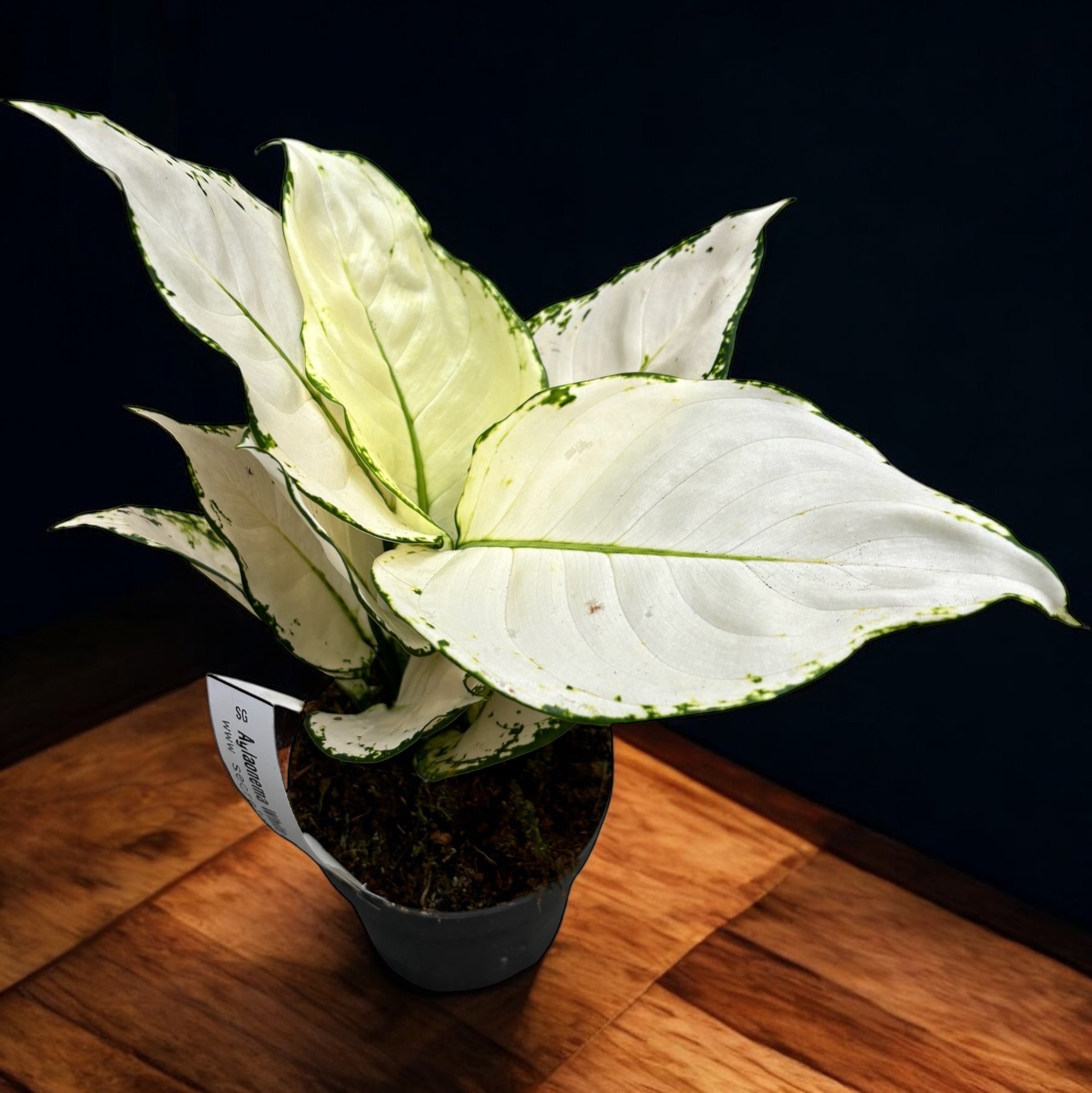 Aglaonema Super White (White Joy)
