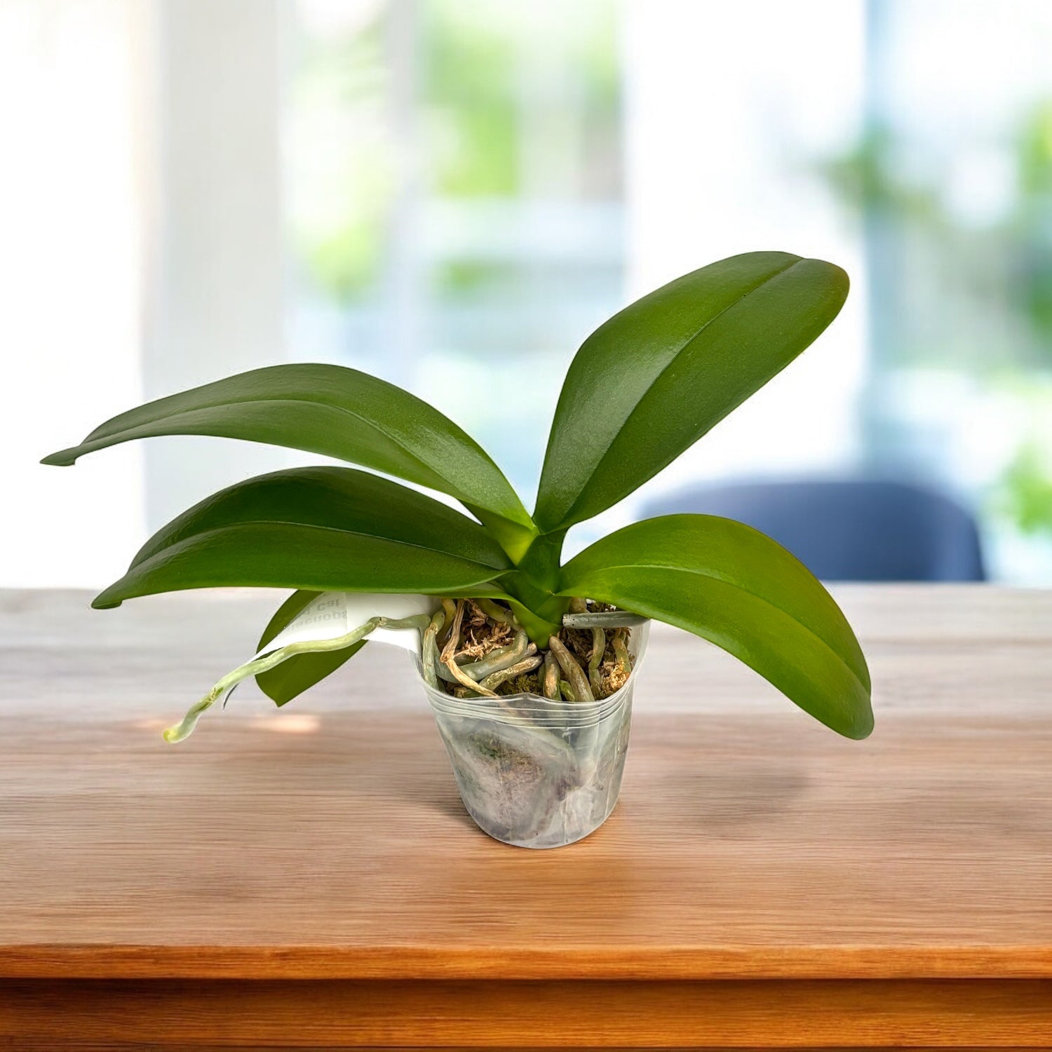 Phalaenopsis Lioulin Wild Cat 'Black'