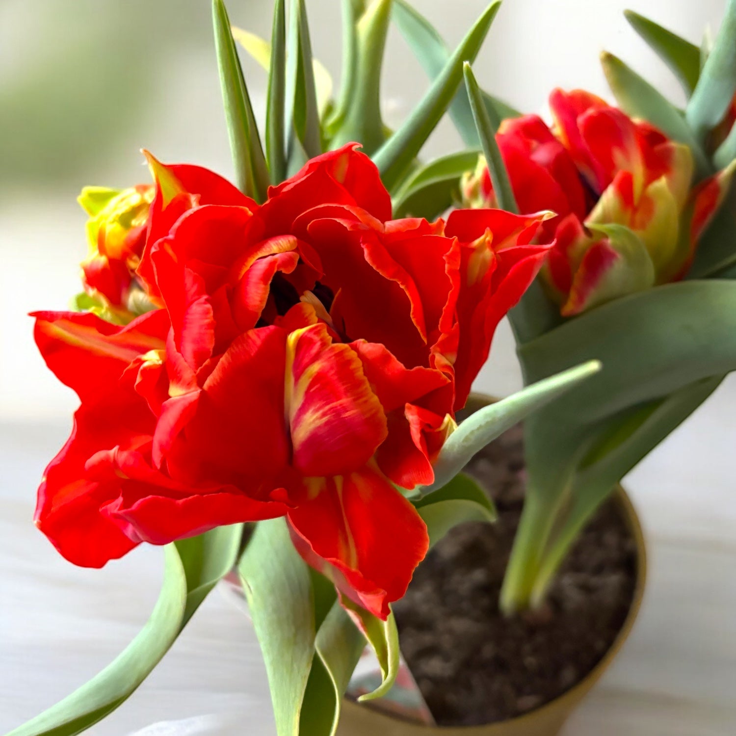 Lukovice tulipanov z dvojnimi cvetovi v lončku (Tulipa Abba)