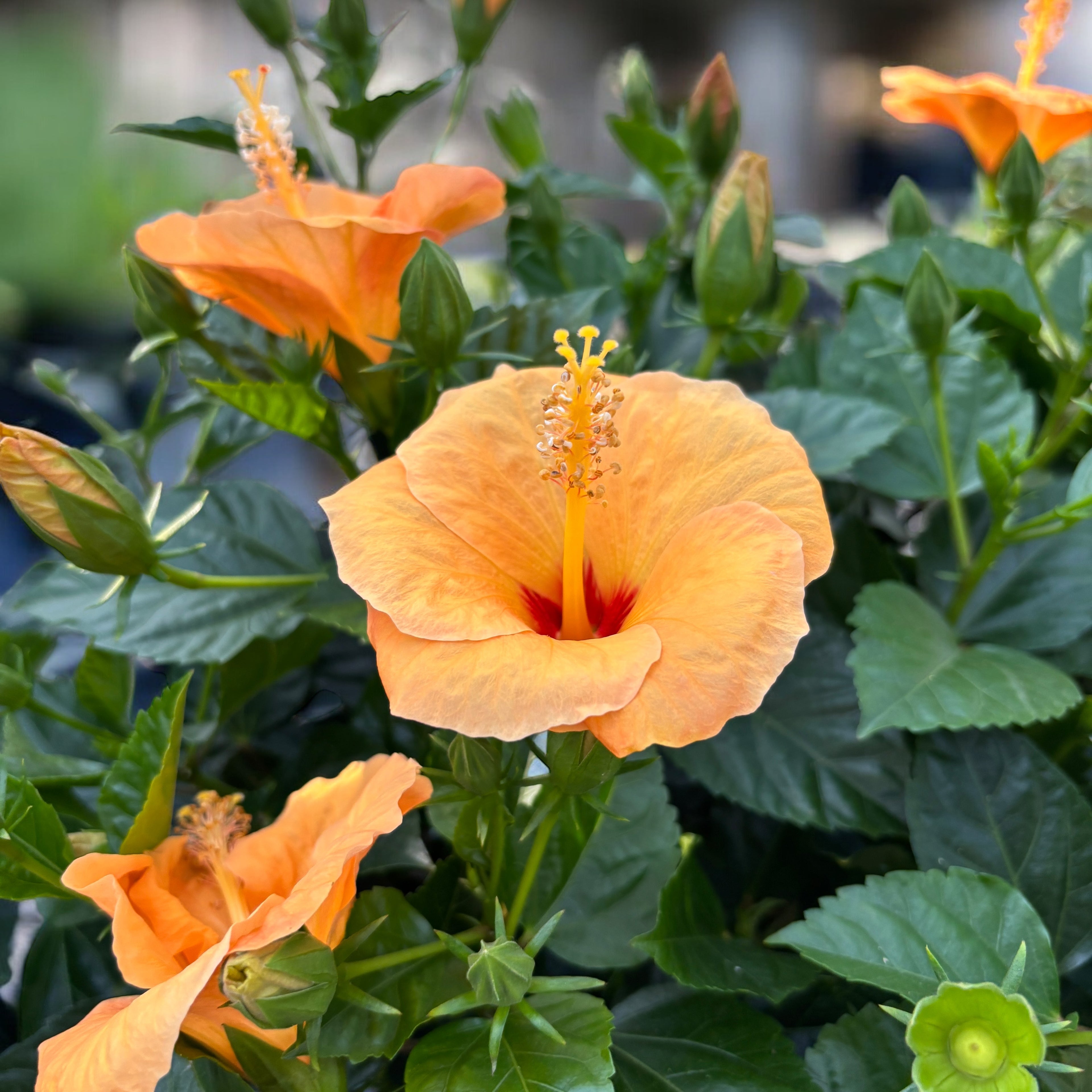 Hibiskus rosa-sinensis 'Sunny Torino' - primerki XL