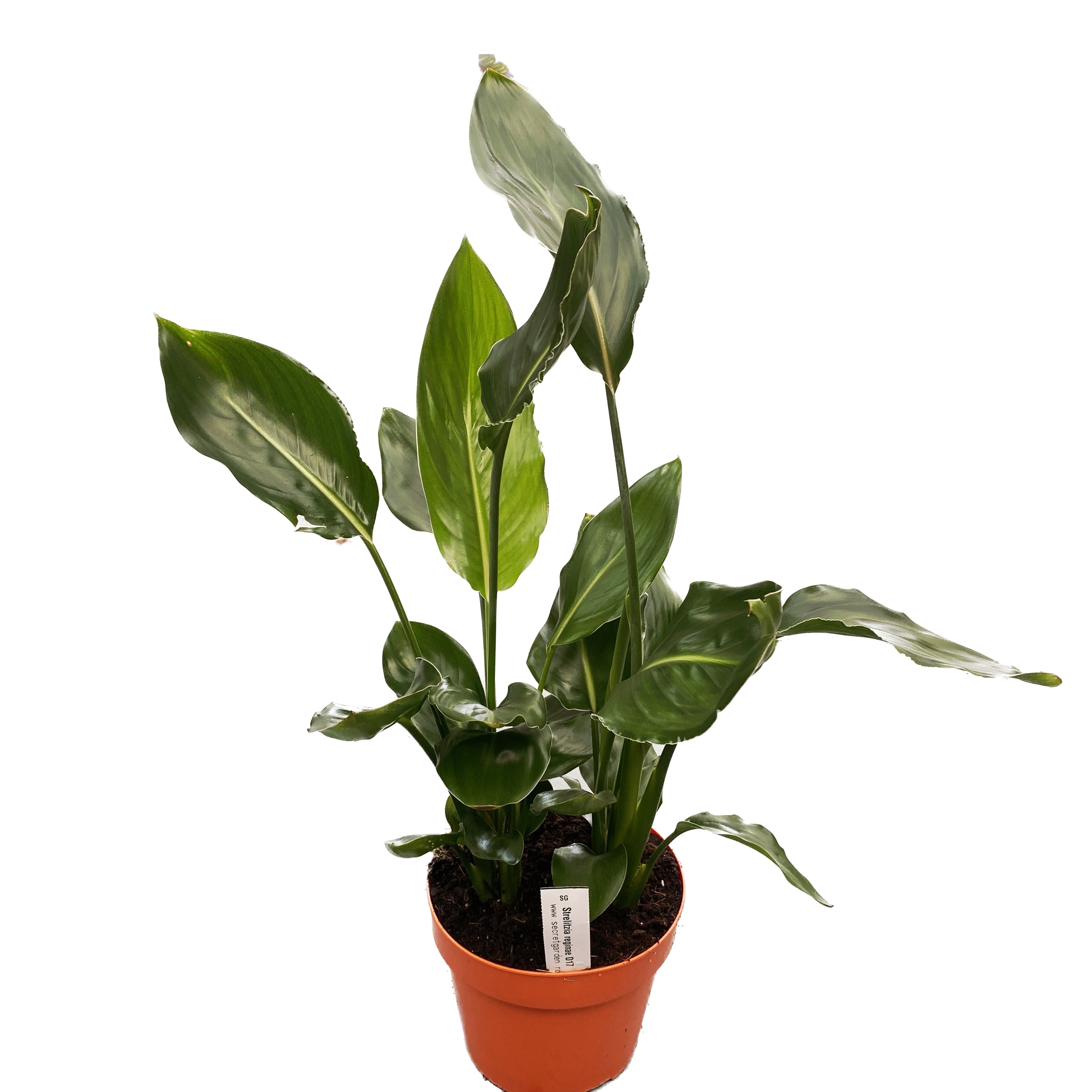 Strelitzia reginae - esemplari XL