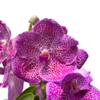 Vanda Brighton's Pink Delight (Ansu)