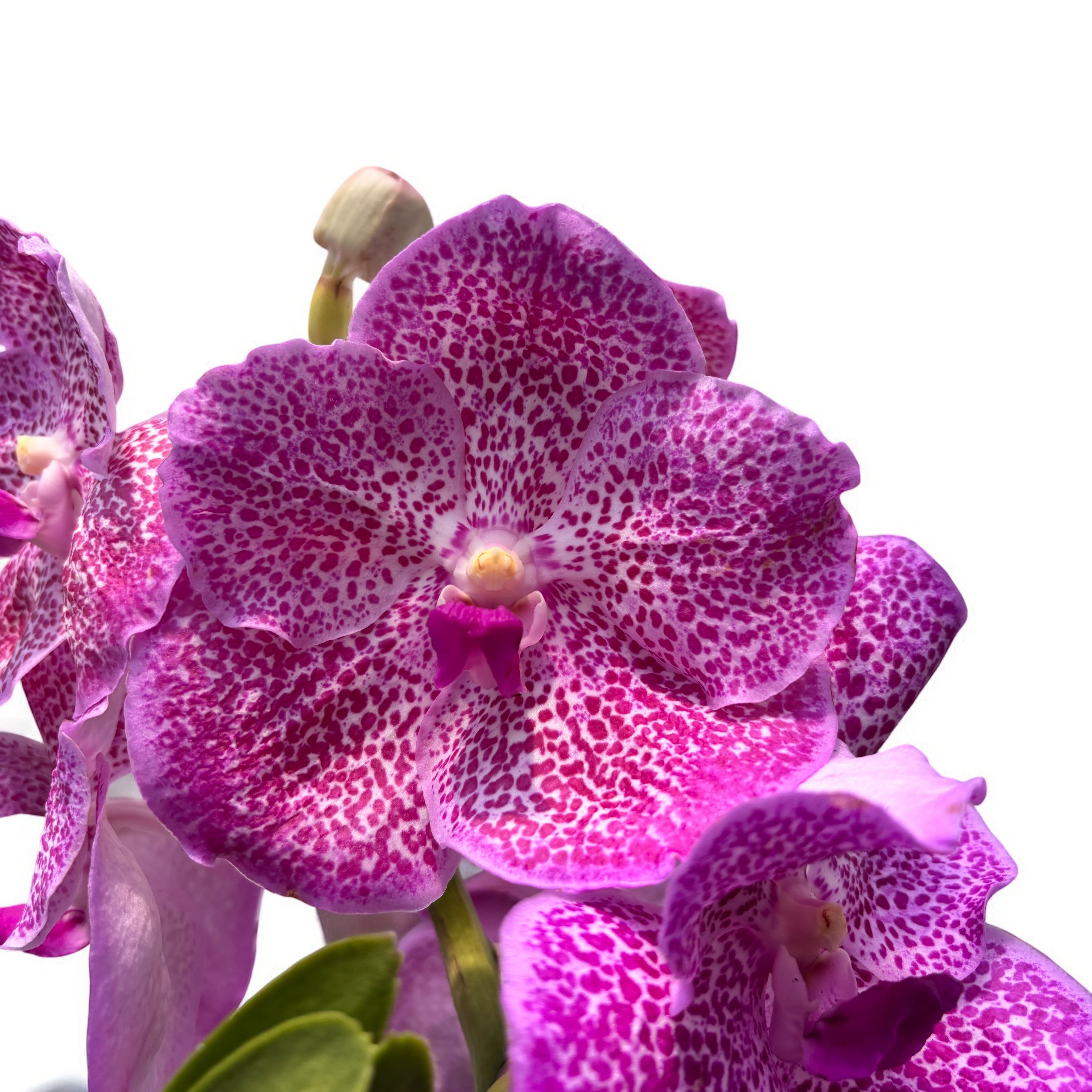 Vanda Brightonin Pink Delight (Ansu)