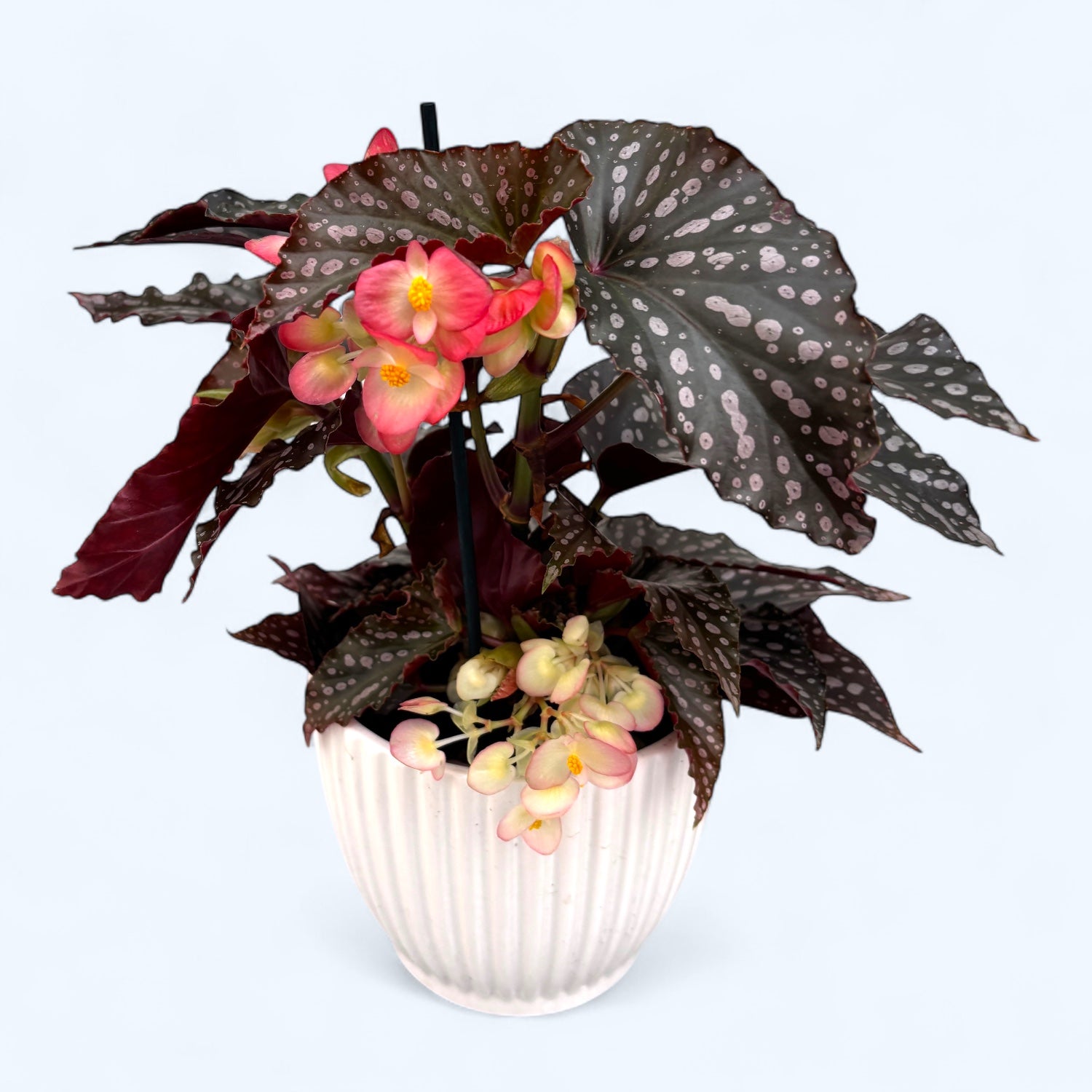 Begonia Momomayu - varietate spectaculoasa cu frunzis roz intens si reflexe metalice