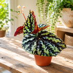 Begonia filiformis 'Irmsch'