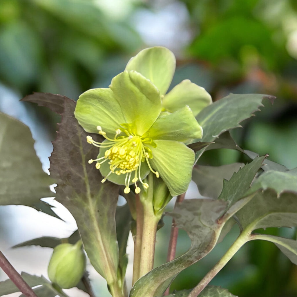 Helleborus × sternii ‘Silver Star’ - winterakoniet