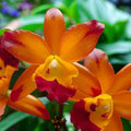 Cattlianthe Varut Startrack 'Golden Tiger' - fragrant