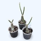 Adenium obesum 'Hófehér' (tarka)