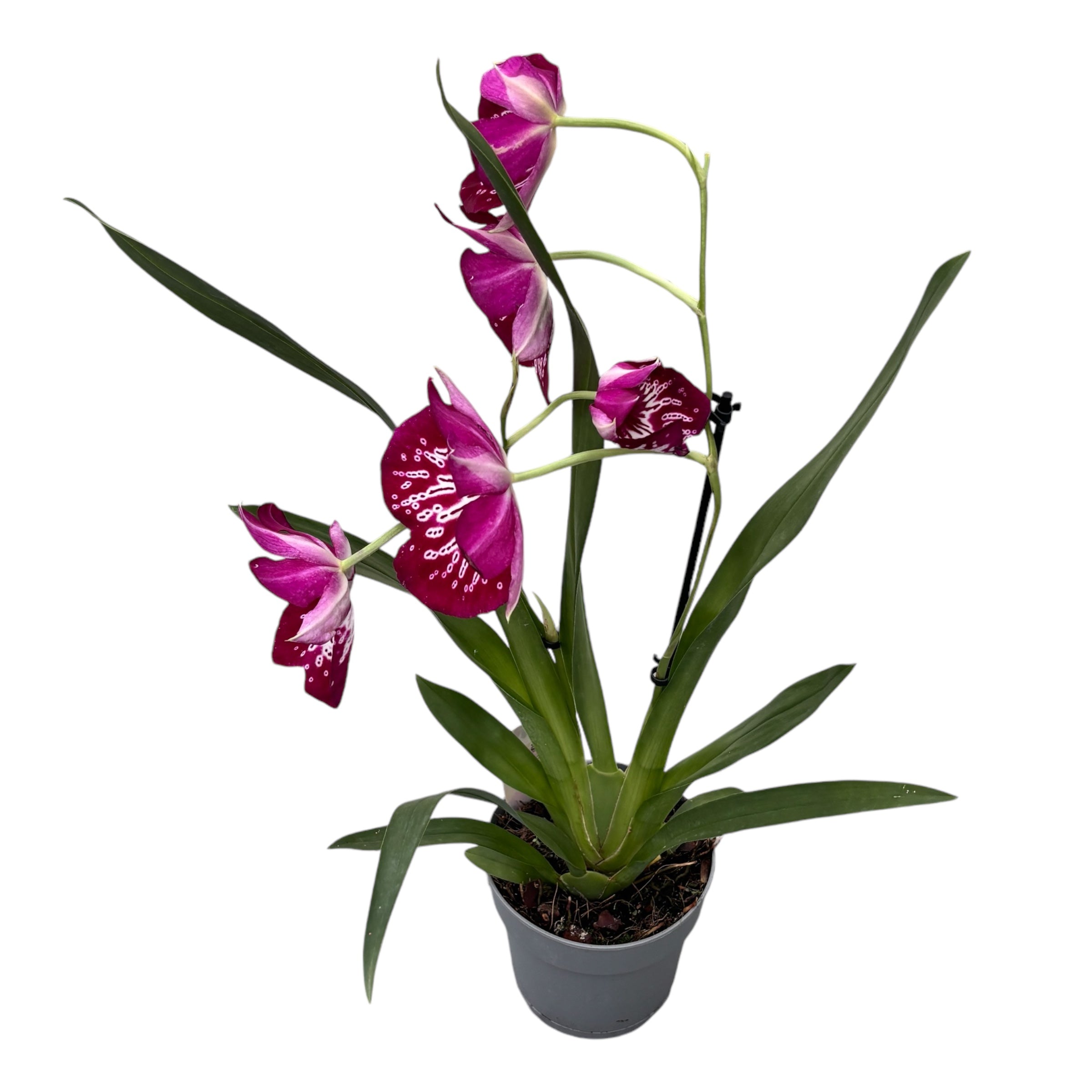 Miltoniopsis Newton Falls *fragrant