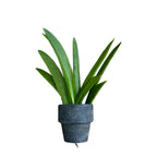 Tolumnia Jairak Rainbow 'Hot Pink'