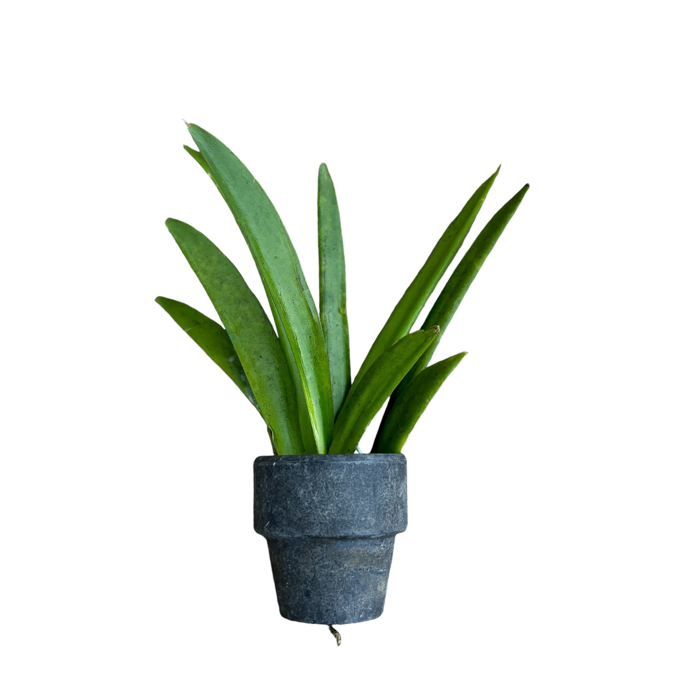 Tolumnia Jairak Rainbow 'Hot Pink'