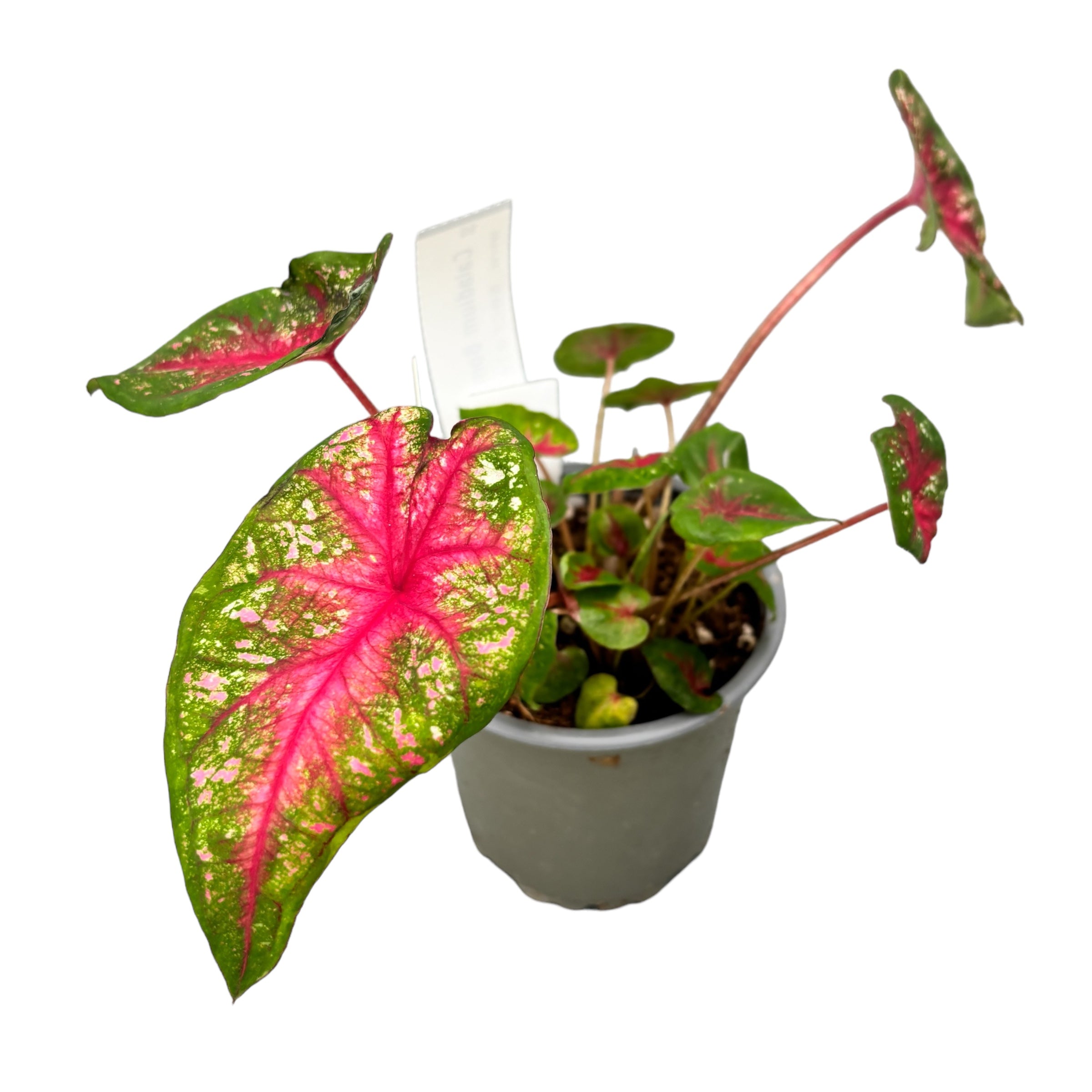 Caladium 'Alexa Pink'
