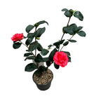 Camellia japonica 'Lady Campbell' (Frost Resistant)