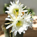 Trichocereus spachianus