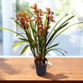 Cymbidium Claire - spektakularen hibrid