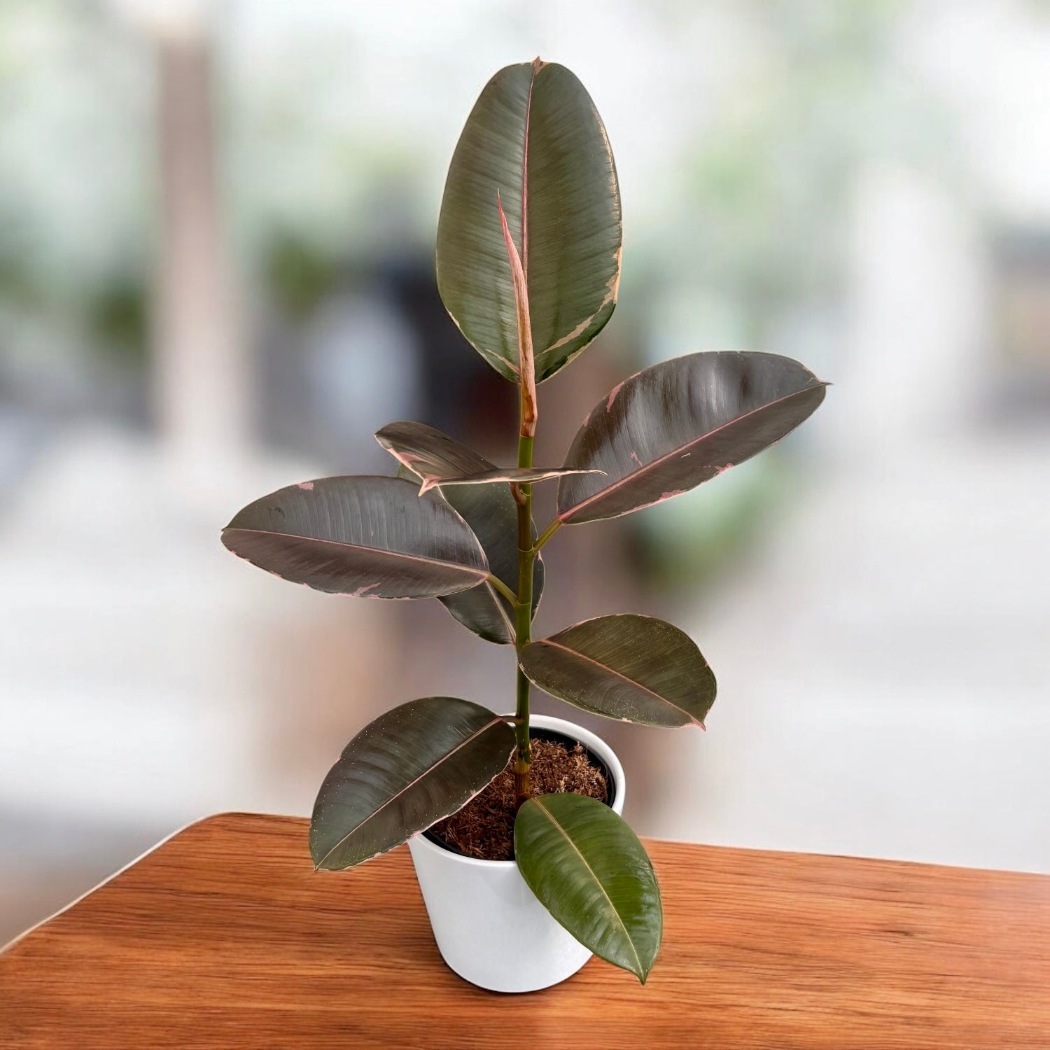 Ficus Elastica 'Pink Camouflage'