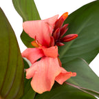 Canna Casa - Indoor/Outdoor