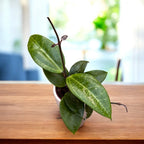 Hoya verticillata 'Wayang Splash'