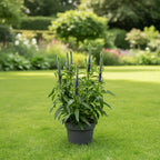 Veronica spicata ‘Ulster Dwarf Blue’ - veronica pitica cu flori albastre, pentru gradina