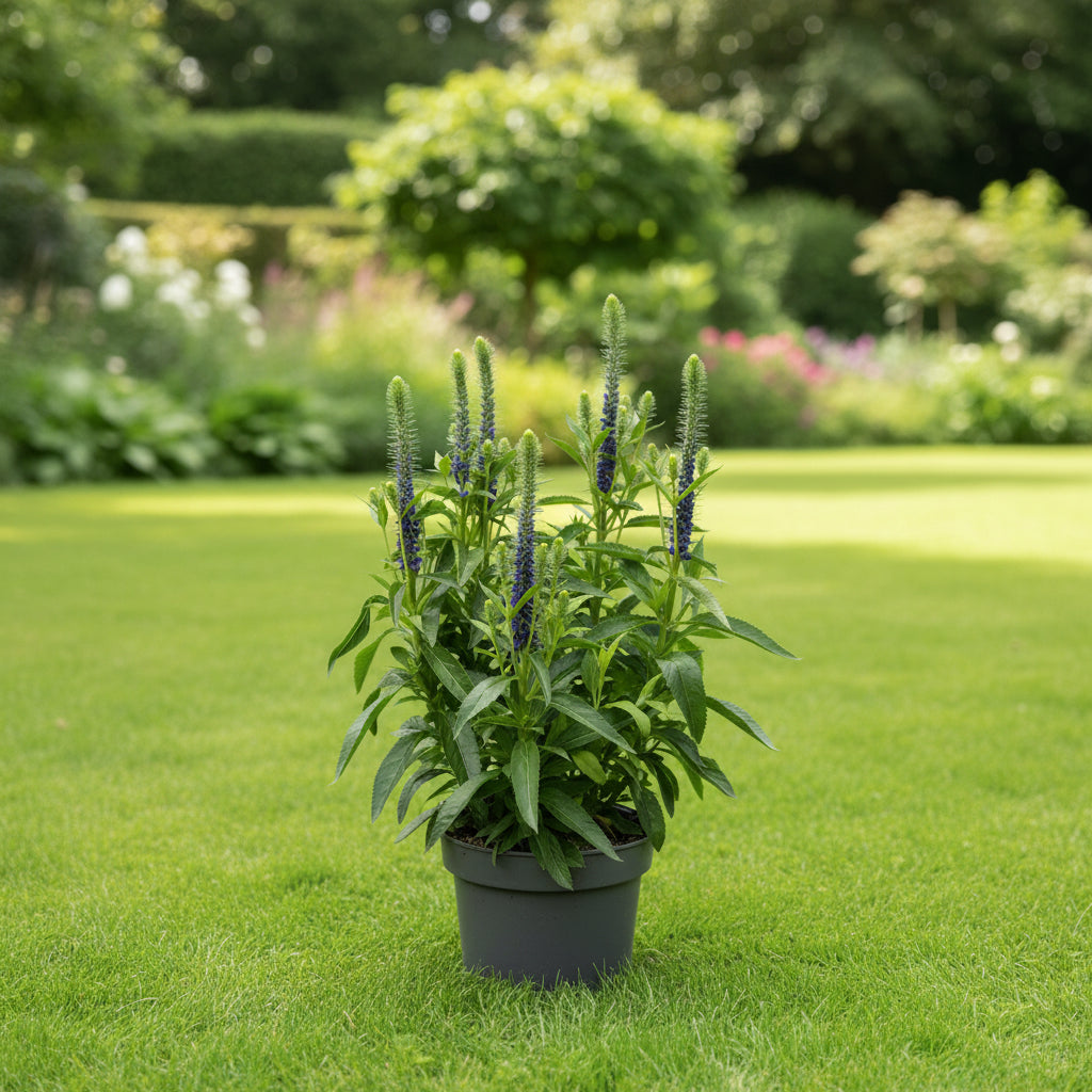 Veronica spicata ‘Ulster Dwarf Blue’ - veronica pitica cu flori albastre, pentru gradina
