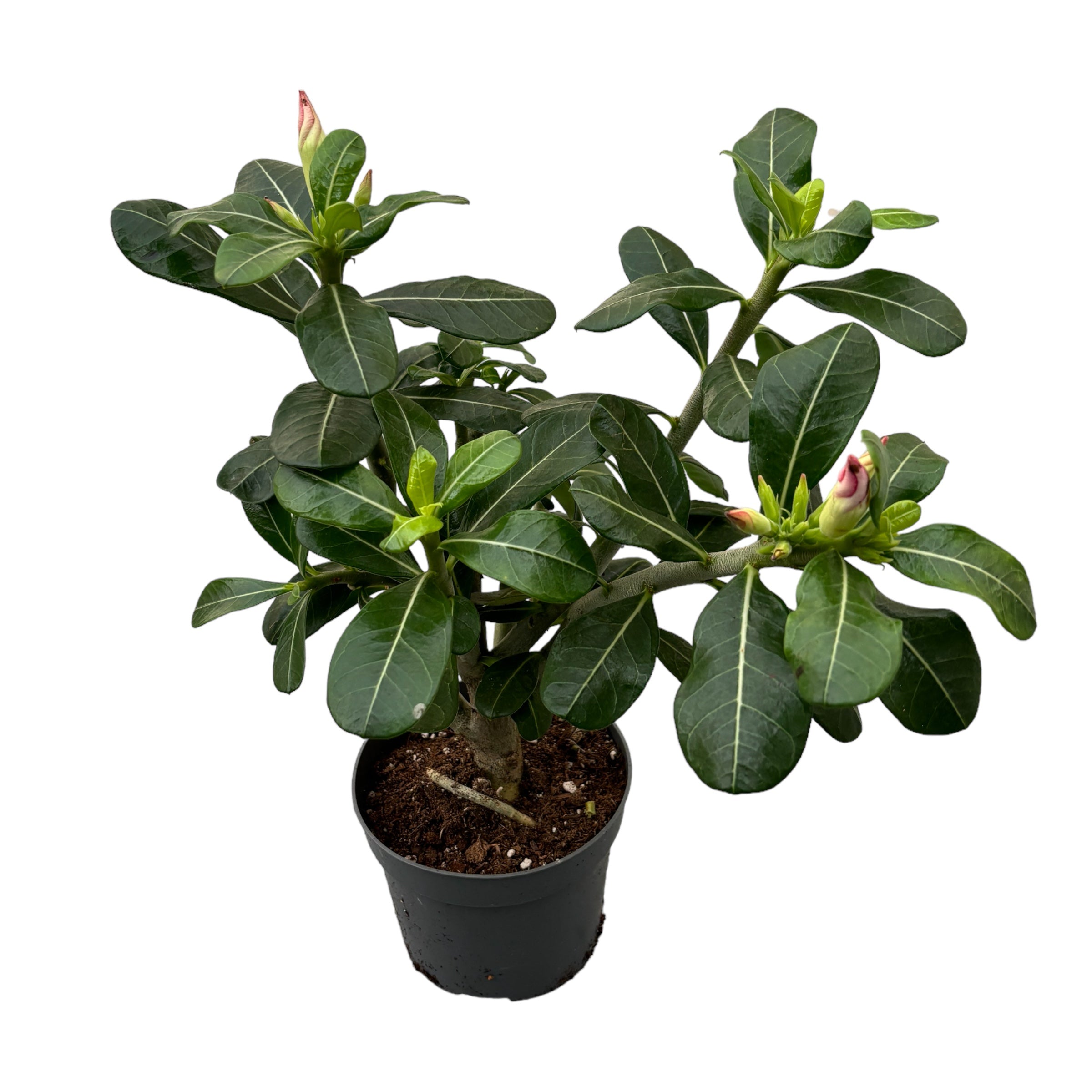 Adenium obesum 'Pink Star' (trandafirul desertului) D12