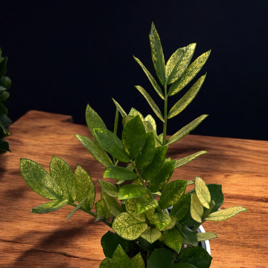 Zamioculcas zamiifolia 'Kameleon' (obarvan)