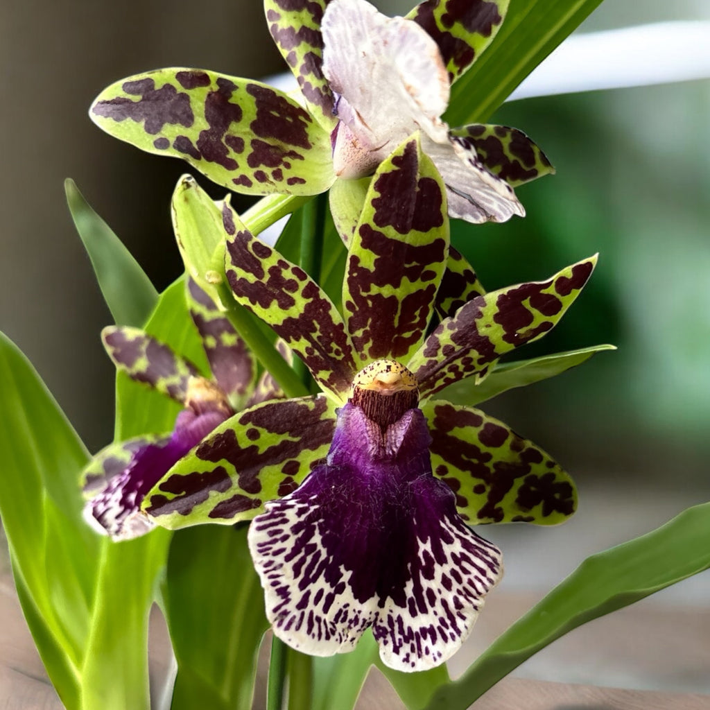 Zygopetalum hybride - fleurs parfumées