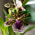 Zygopetalum hybride - fleurs parfumées
