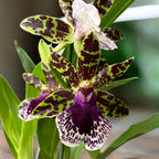 Zygopetalum hybride - fleurs parfumées