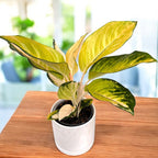 Aglaonema Gold