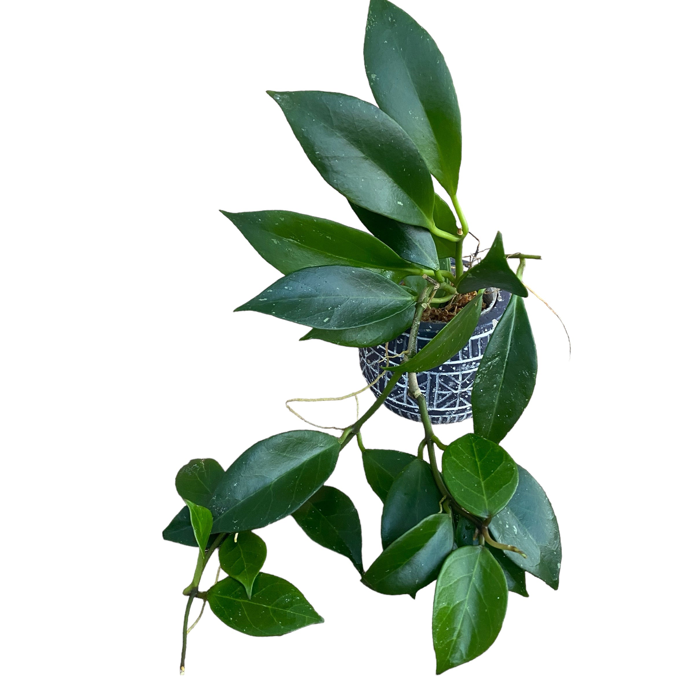 Hoya obscura - exemplare dezvoltate