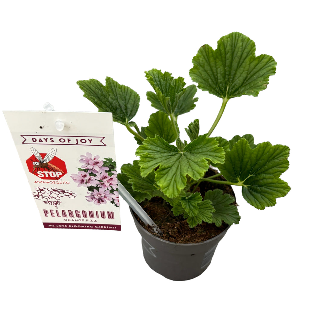 Muscate antitantari parfumate - Pelargonium 'Orange Fizz'