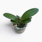 Phalaenopsis Purple Gem 'Es' - parfumée