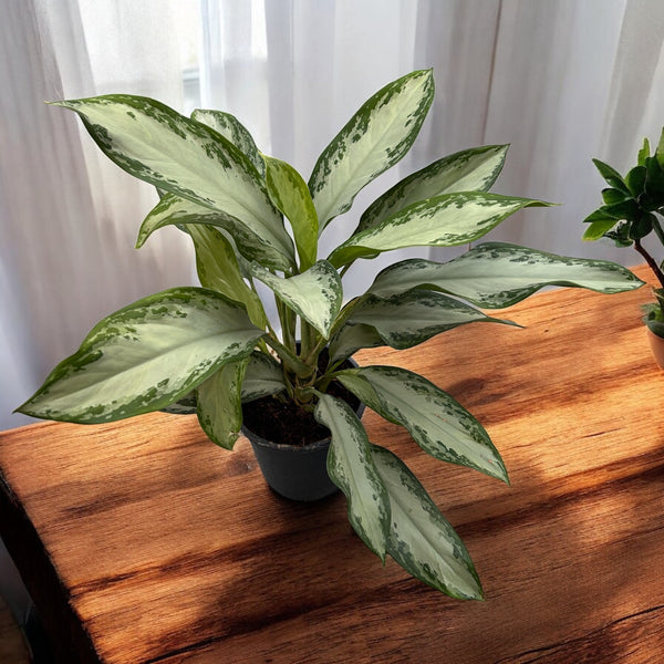 Aglaonema Silver Bay 2pp - exemplare XL