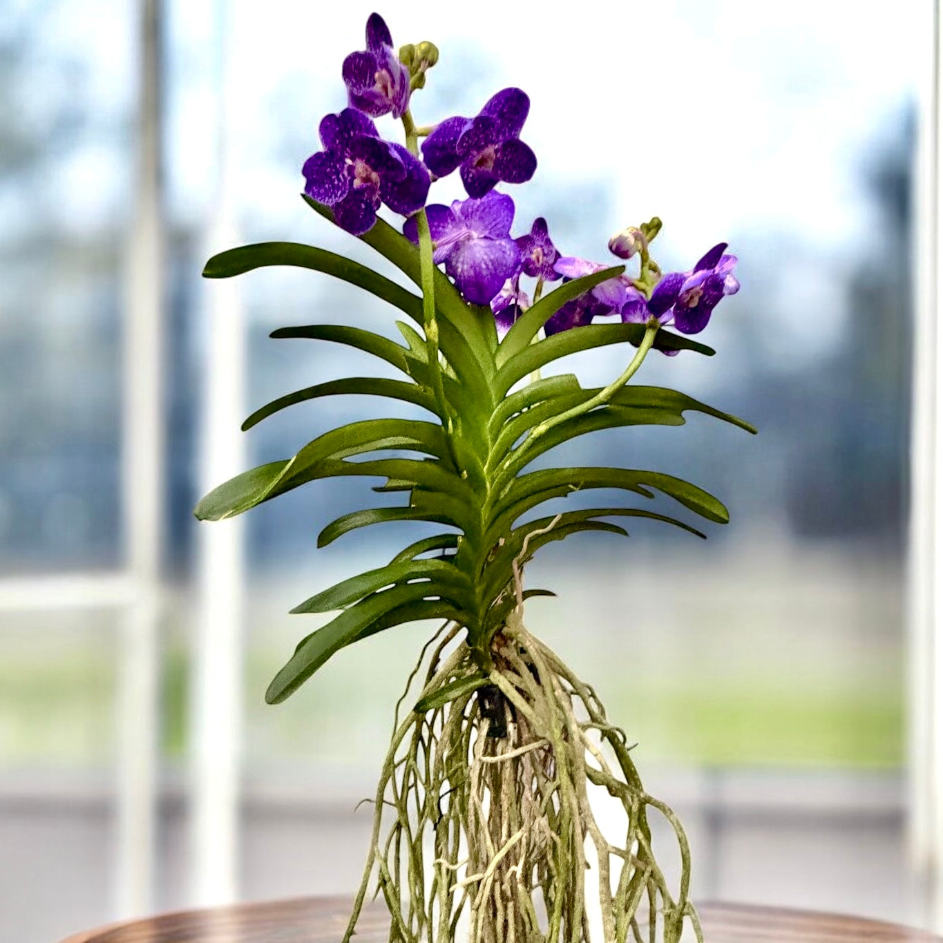 Vanda Tweed Blau XXL (Ansu)