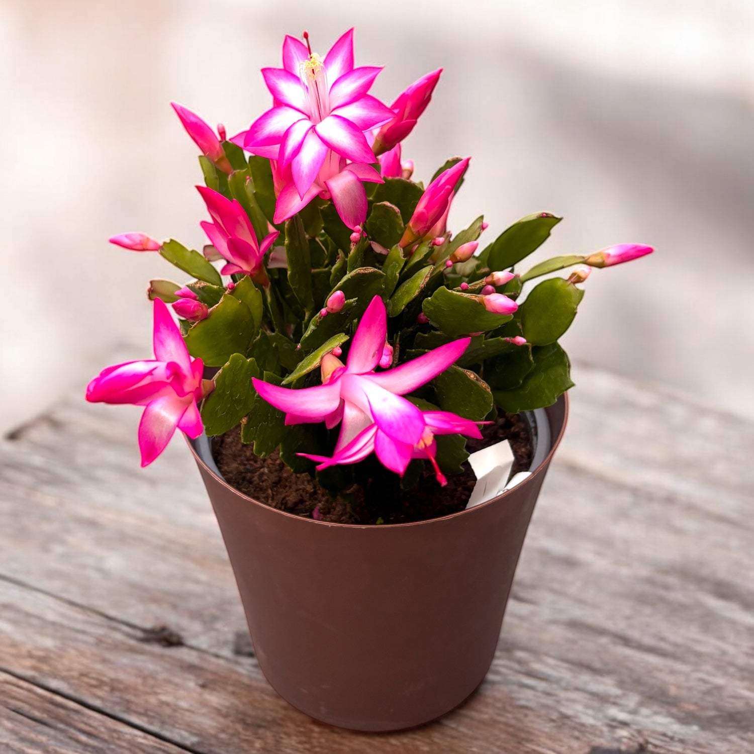 Schlumbergera ‘Cyber Pink’ (craciunita roz) - exemplare XL