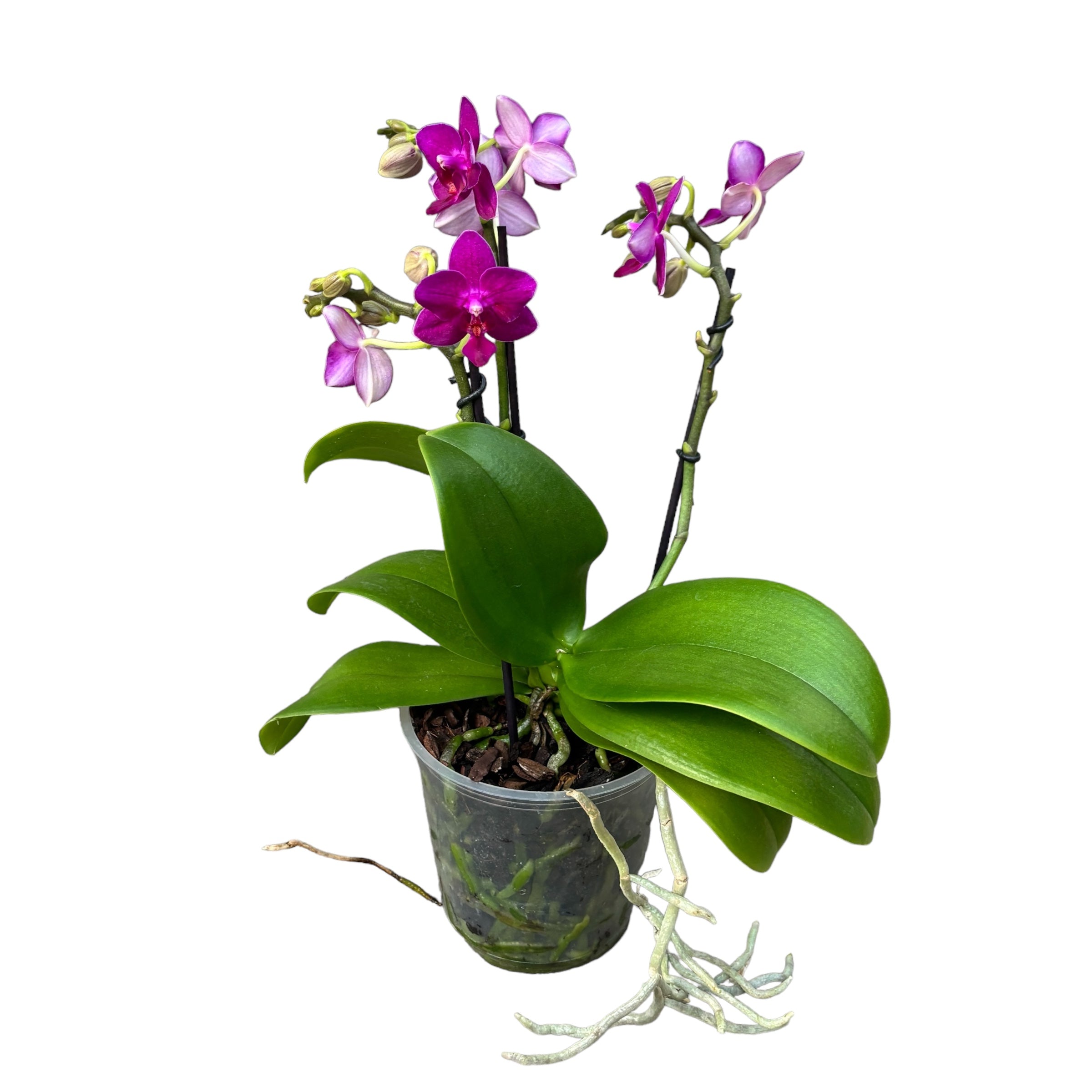 Phalaenopsis 'Limited #11' - flori intens parfumate