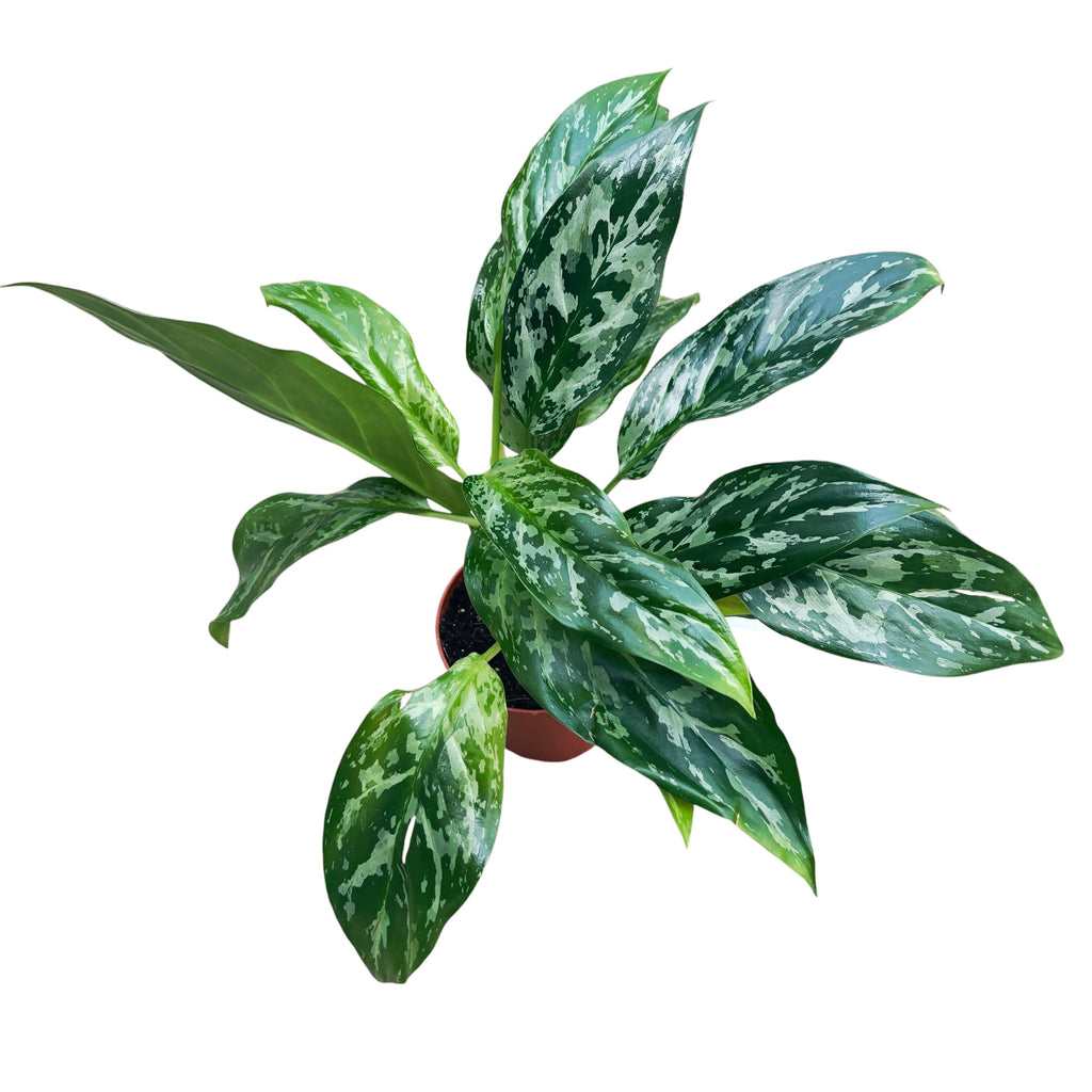 Aglaonema ‘Green Lady’ 3pp